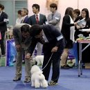 돋보이 개 이미지