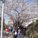 충남대 벚꽃축제(4.13-4.15) 이미지
