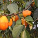 은식농장 이미지