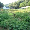 싸리골농장 이미지