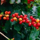 유리농장(화산) 이미지