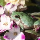 청개구리 이미지