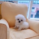 늘 함께하 개 이미지