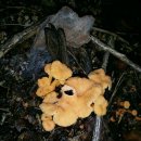 송이버섯산행-능이싸리산행 자연산버섯 야생버섯산행- 이미지