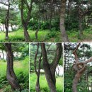 연리지 이미지