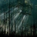 실내마차 이미지