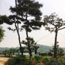 이천돼지 이미지