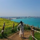 피어나봄 | 제주 함덕 서우봉 유채꽃밭 해변 둘레길 봄여행지 방문 후기