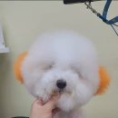 미용특공대 이미지