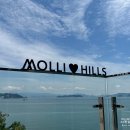 몰리힐스(MOLLI HILLS) 이미지