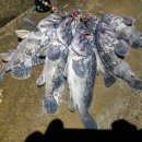 멋쟁이 세탁 이미지