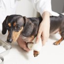 츄츄동물병원 이미지