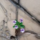 생명예찬1 이미지