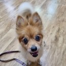 보광동물병원 이미지