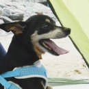 콩양