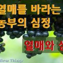 농부의 열매 이미지