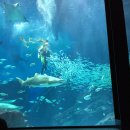 세븐일레븐 임실스타점 | 후쿠오카 여행 넷째 날(마린월드)