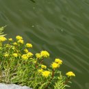 꽃과 그늘 이미지