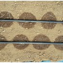 금이농장 이미지