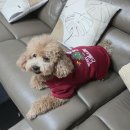 [기쁨이 일기 22주차] 괌으로 떠난 태교 여행
