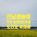 접도어촌체험마을 | 무안 송계어촌마을 도리포 유채꽃 축제 개화시기 포토명소