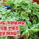 다육이 키우는법 국민 다육식물 종류 무늬썬로즈 키우기 물주기 꽃 이미지