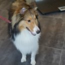 정이룸 동물병원 이미지