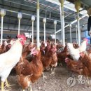 제천양돈한우