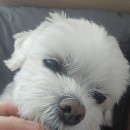 욕망오므라이스 | 오늘의 잡담_멸치칼국수, 김치전, 나정순 할매 쭈꾸미, 남편표 오므라이스, 황금올리브, 뭉치 귀여워♡