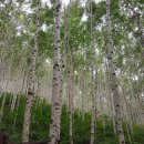 라파지압원 이미지