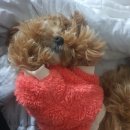 루비애견 이미지