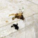 방파제낚시