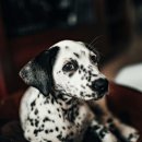 김포씨엘동물의료센터 이미지