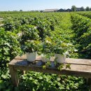 송악농장 이미지