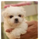 바둑아 놀자 이미지