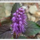 이삭피부나라 이미지