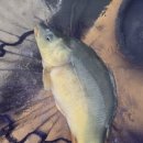 수암낚시터 이미지