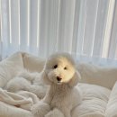 울타리 | 대형견방석 추천, 위드포즈 울타리방석 강아지쿠션 후기