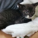 까망이PC 이미지