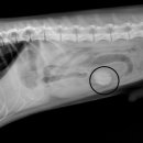 본오365동물병원 이미지