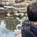 오늘따라청둥오리 | 정관 좌광천 청둥오리 구경 산책 후기