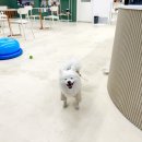 섭씨코지