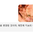 일픽셀