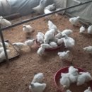 태성농장3 이미지