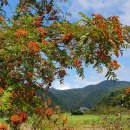 계수나무토끼한마리 이미지