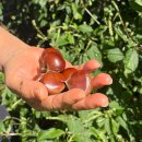 엄마손삼계탕 | [용인 염소탕 맛집] 박터진흥부네 용인기흥점