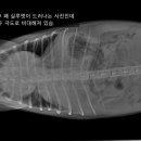 동물병원 All Pets 이미지