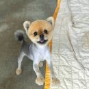 오좌동길 이미지