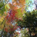 바로 이 맛!.. Lincoln Woods Trail 이미지