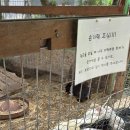 임실치즈두마리목장 | 임실치즈마을 카페 토끼 먹이주기체험 [카페 우유일기 치즈마을점]